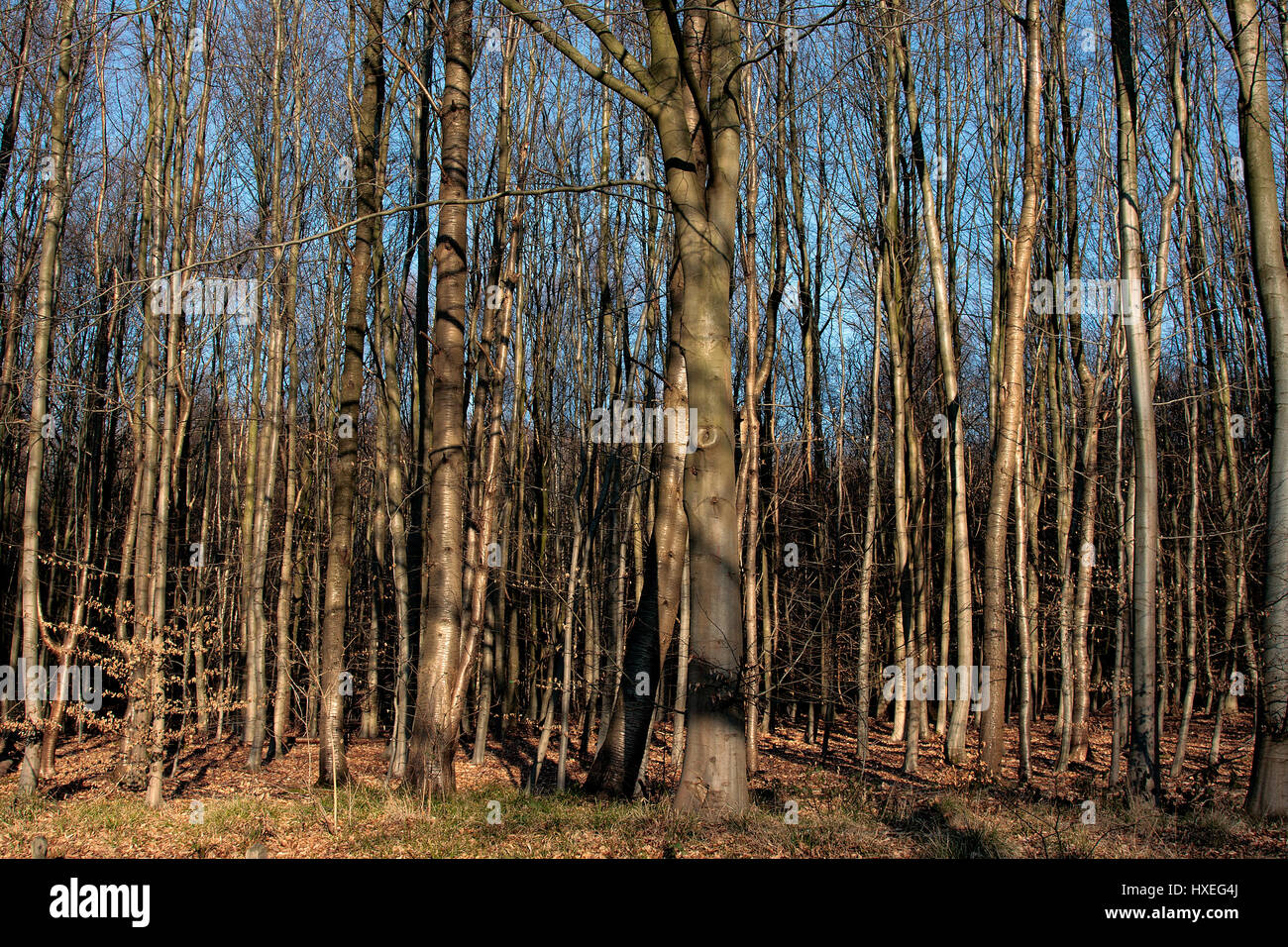 Una fitta foresta. Fotografato in Belgio Foto Stock