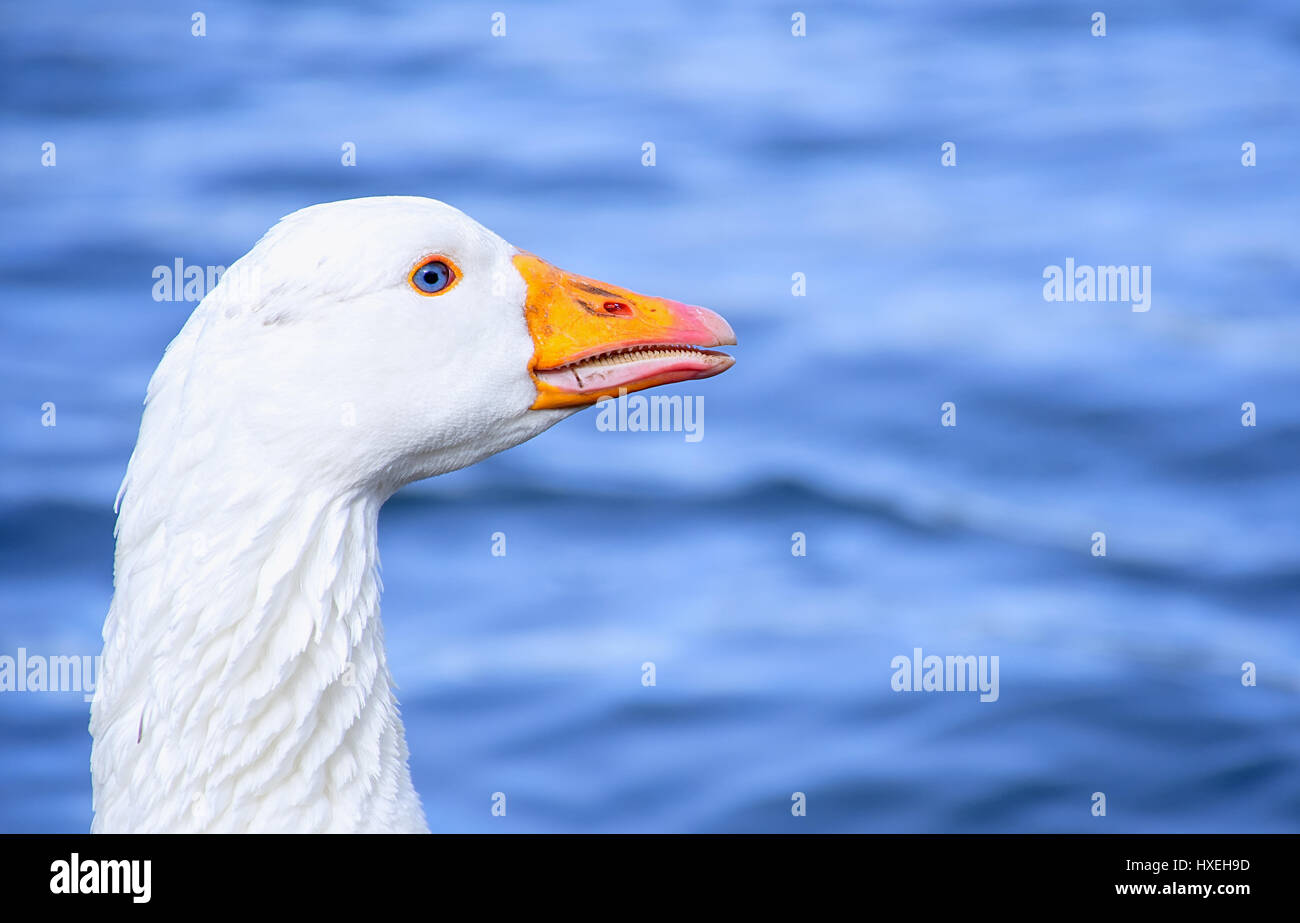 Ritratto di oca bianca con una bella,,naturale occhi blu,lago sfocata in background.Westport lago riserva di uccelli,Stoke on Trent, Staffordshire, Regno Unito. Foto Stock