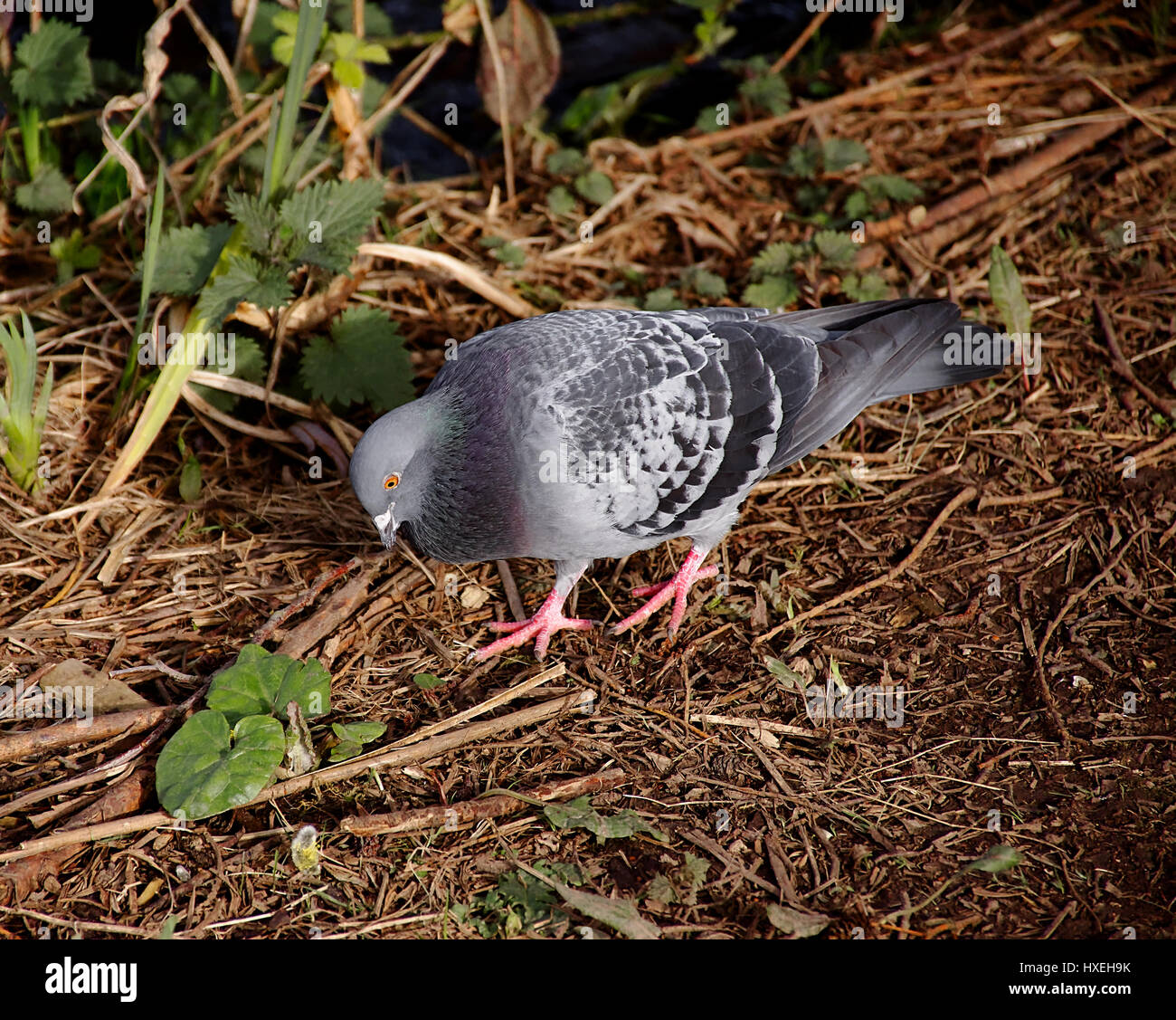 Pigeon camminando sul suolo della foresta nel bosco vicino a Westport lago,Stoke on Trent, Staffordshire, Regno Unito. Foto Stock