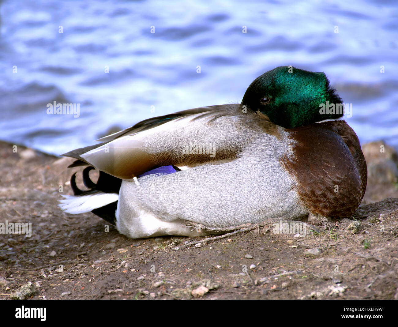 Mallard duck,Anas platyrhynchos sulla banca del lago con becco sotto l'ala,Westport lago,Stoke on Trent, Staffordshire, Regno Unito. Foto Stock
