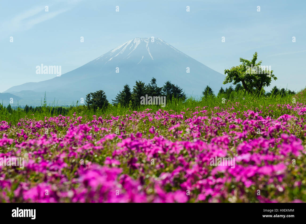 Il monte Fuji e Pink moss nel maggio in giappone ,il fuoco selettivo blur in primo piano Foto Stock