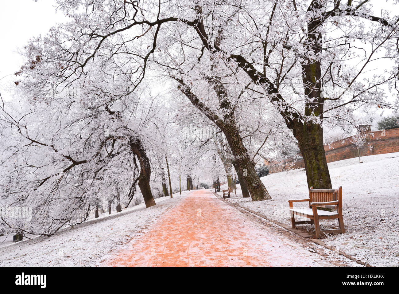 Rime alberi coperti di Brno city park nella Repubblica Ceca in inverno Foto Stock