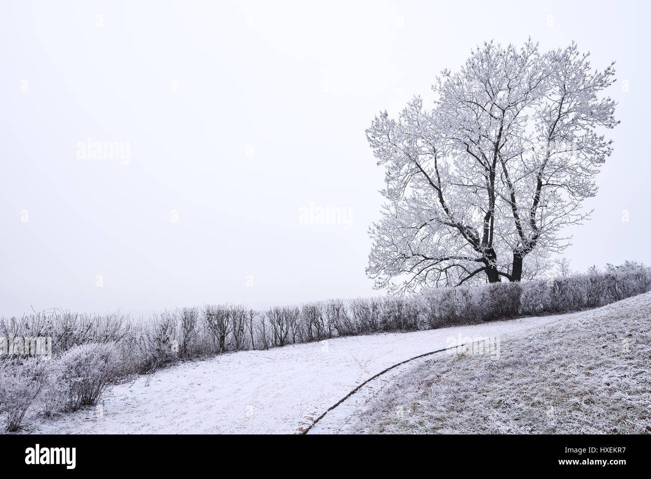 Unico albero coperto di brina e vuoto pallido cielo invernale Foto Stock
