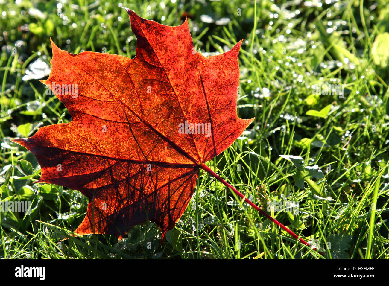 Foglia di acero in autunno Foto Stock