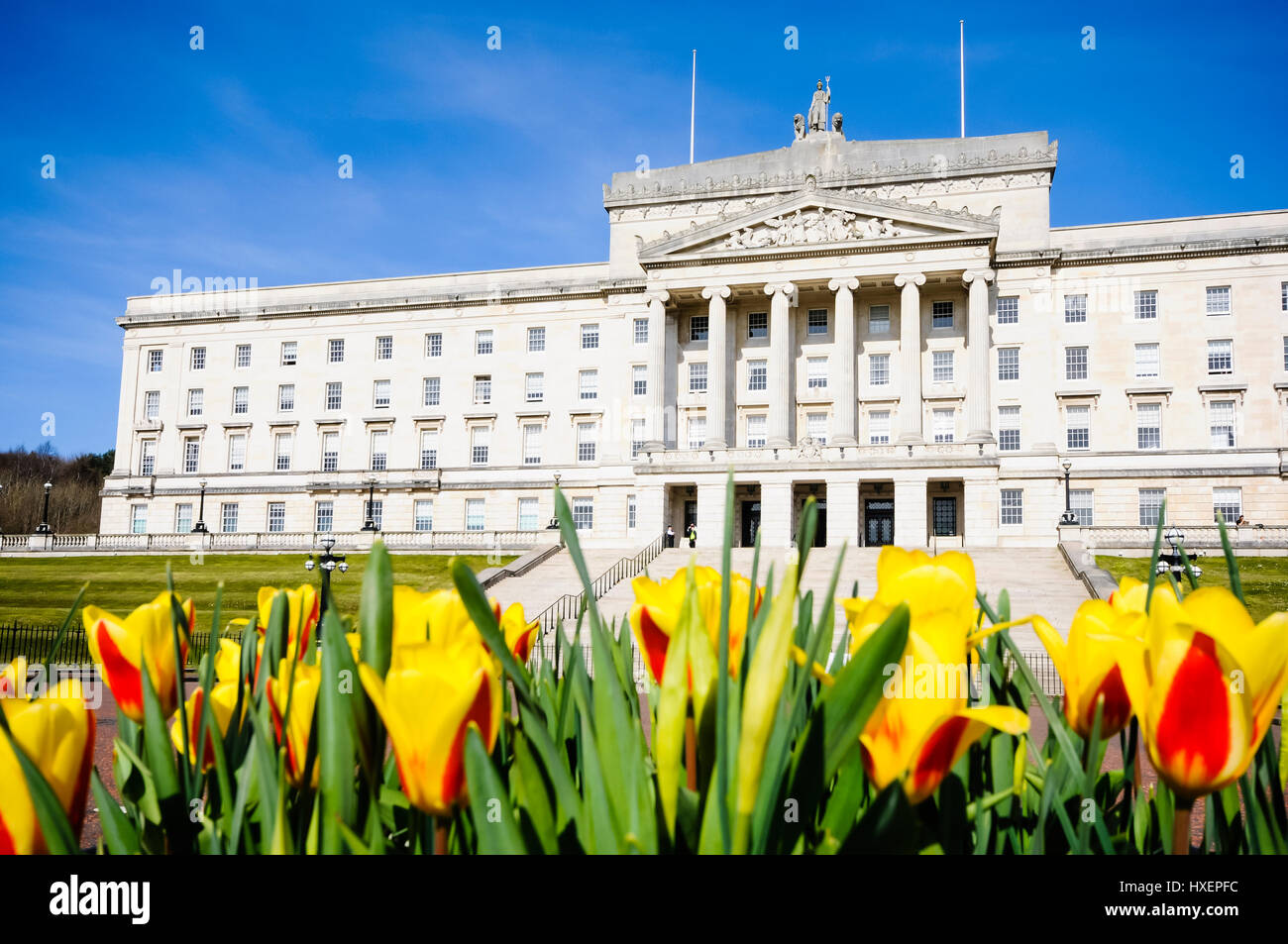 I tulipani fuori gli edifici del Parlamento europeo, Stormont, Belfast, casa dell'Assemblea dell'Irlanda del Nord. Foto Stock