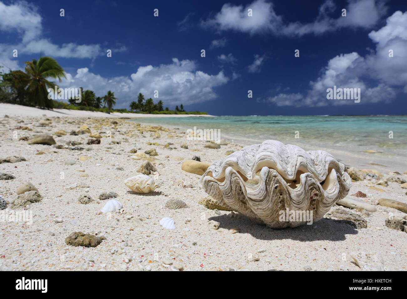 Il gigante naturale clam shell sulla spiaggia tropicale, l'isola di Christmas, Kiribati Foto Stock