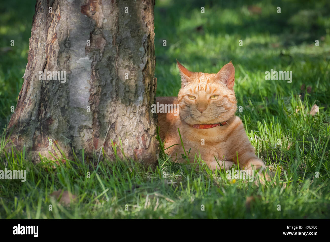 Bellissimo gatto di zenzero fresco all'ombra di un albero Foto Stock