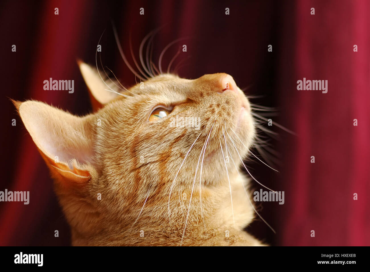 Lo zenzero tabby cat distratti da tratta Foto Stock