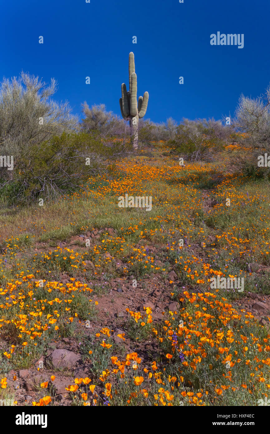 Mexican Gold papaveri in fiore nel peridoto Mesa al San Carlos Apache Prenotazione vicino Globe, Arizona, Stati Uniti. Foto Stock