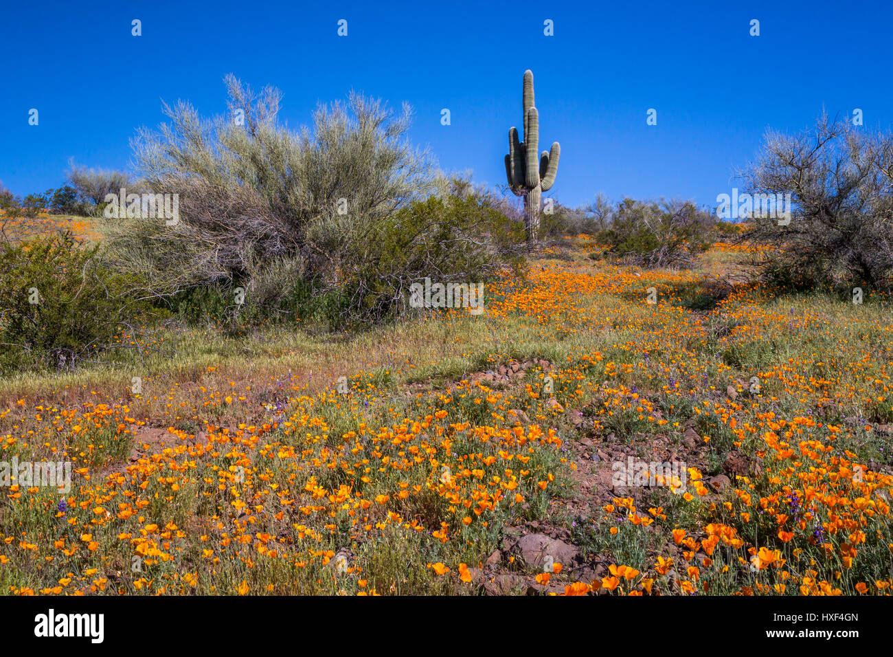 Mexican Gold papaveri in fiore nel peridoto Mesa al San Carlos Apache Prenotazione vicino Globe, Arizona, Stati Uniti. Foto Stock