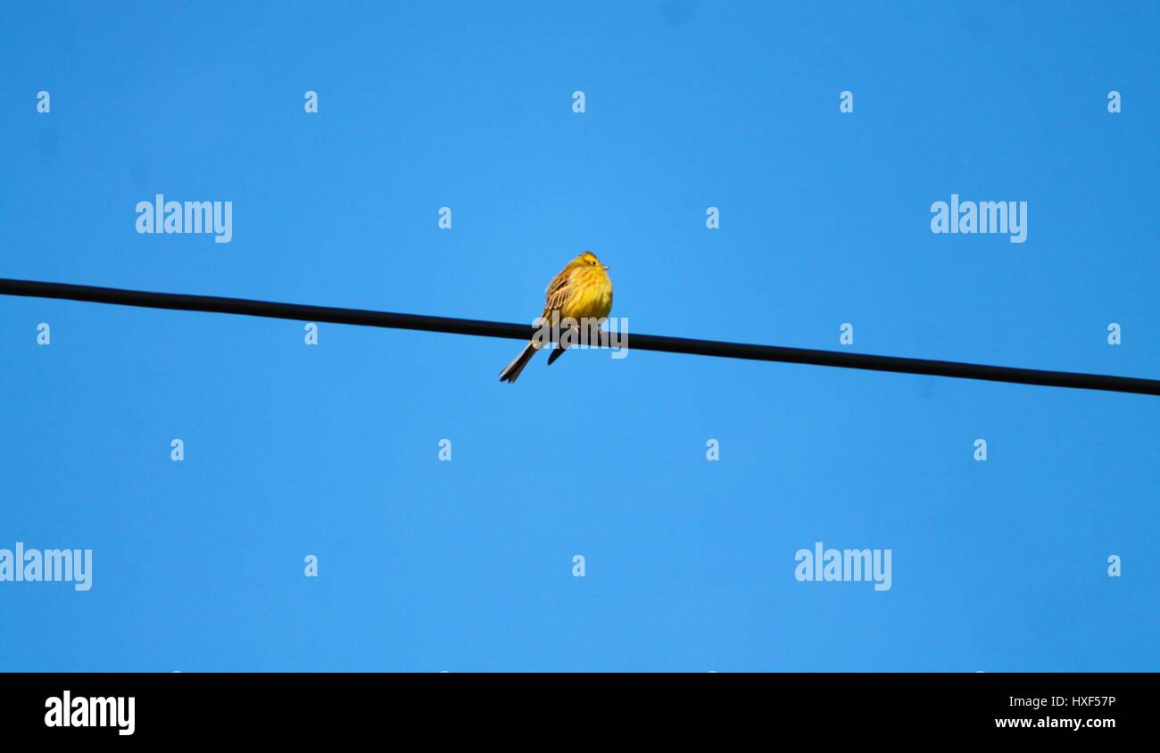 Bellissimo colore giallo brillante UCCELLO CANTO su filo di acciaio ha celebrato un nuovo giorno Foto Stock