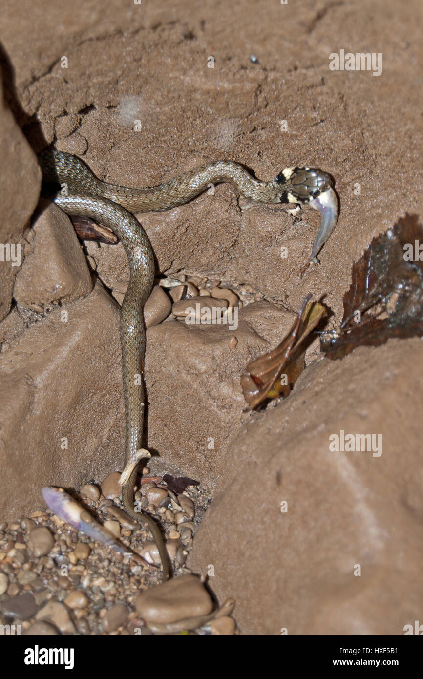 Biscia dal collare (Natrix natrix) mangia il pesce catturato. Foto Stock