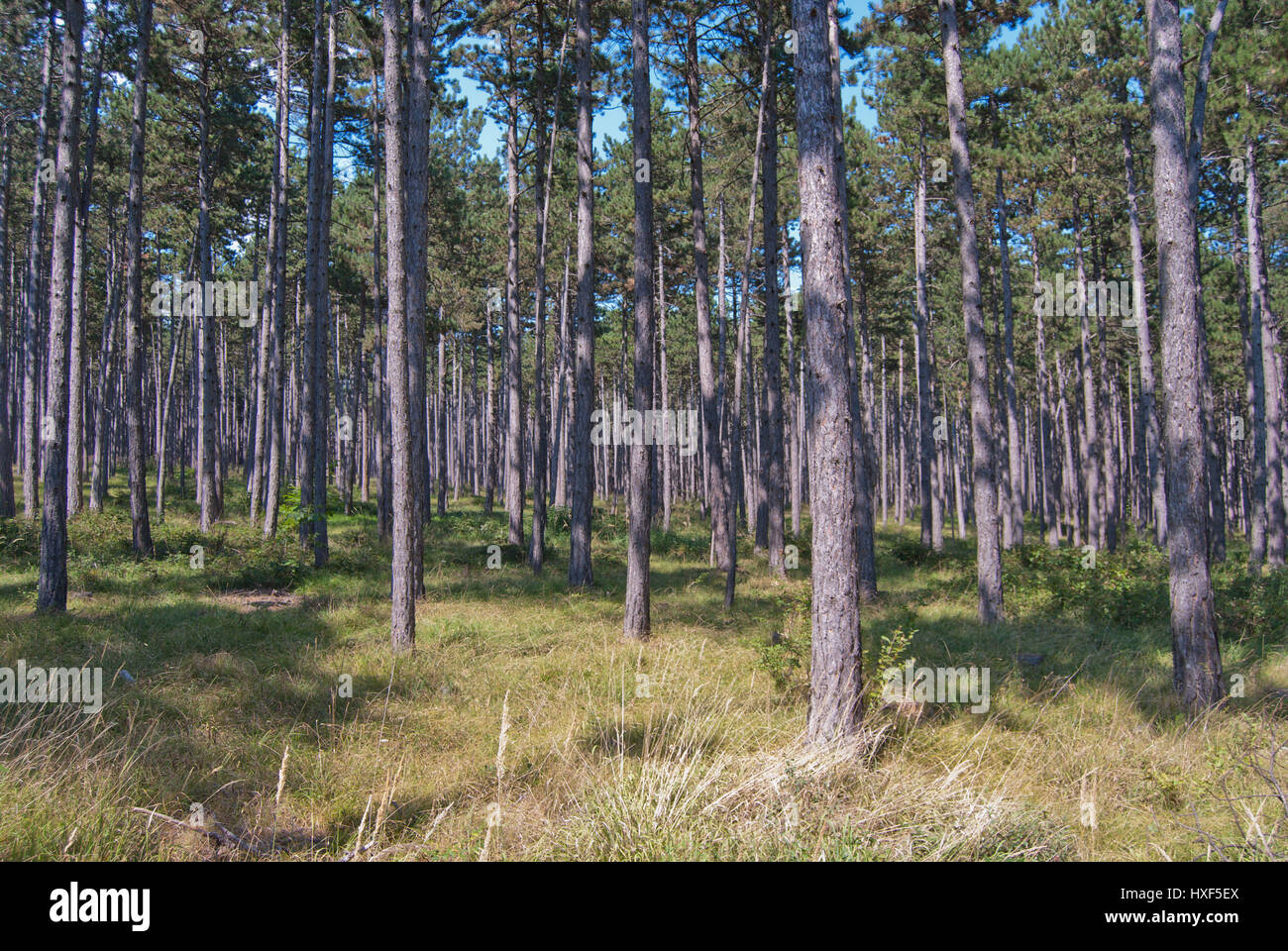 Pino austriaco (Pinus nigra) foresta monocoltura, fornitura di legname e di altri prodotti forestali come resina. Foto Stock