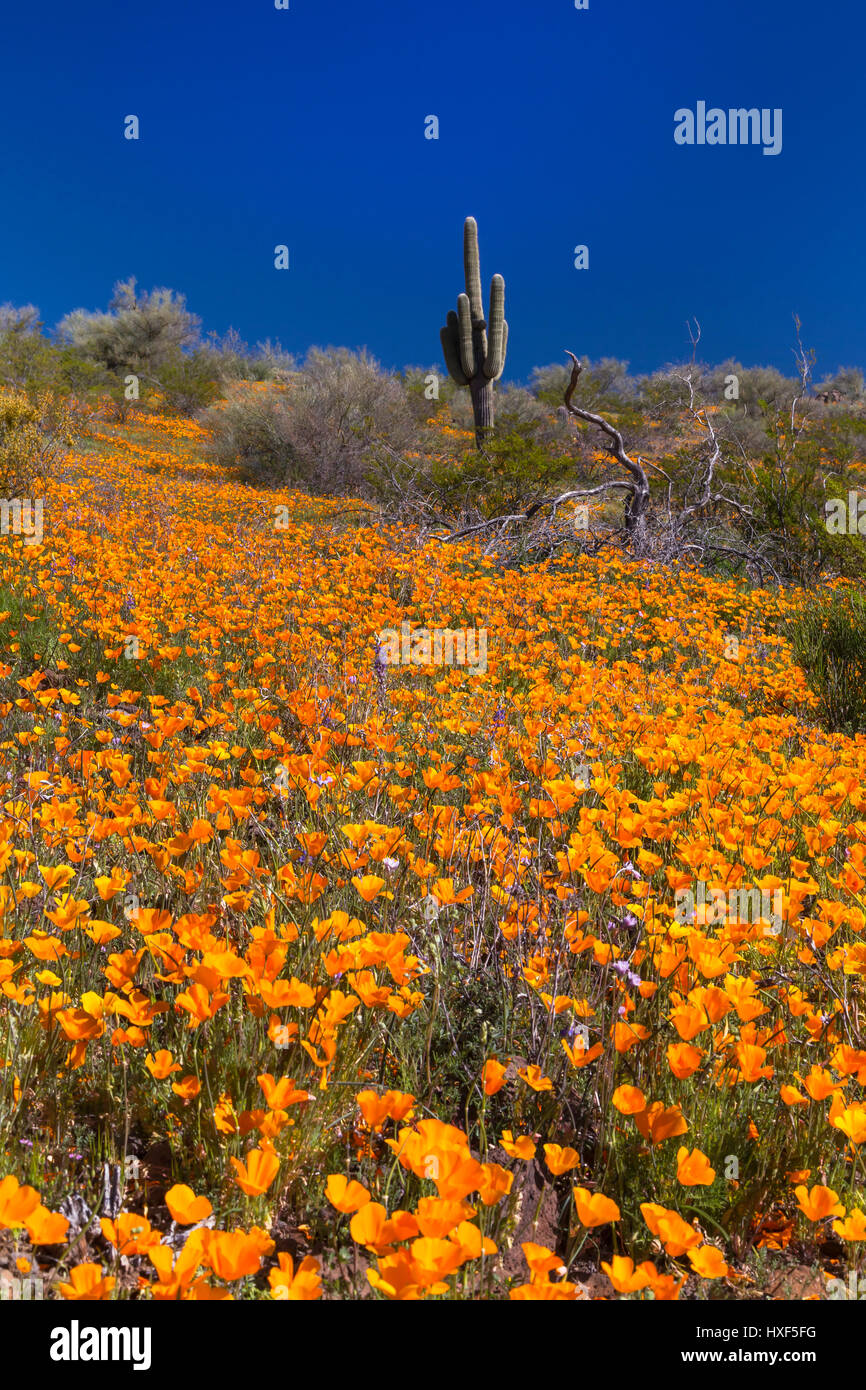 Mexican Gold papaveri in fiore nel peridoto Mesa al San Carlos Apache Prenotazione vicino Globe, Arizona, Stati Uniti. Foto Stock