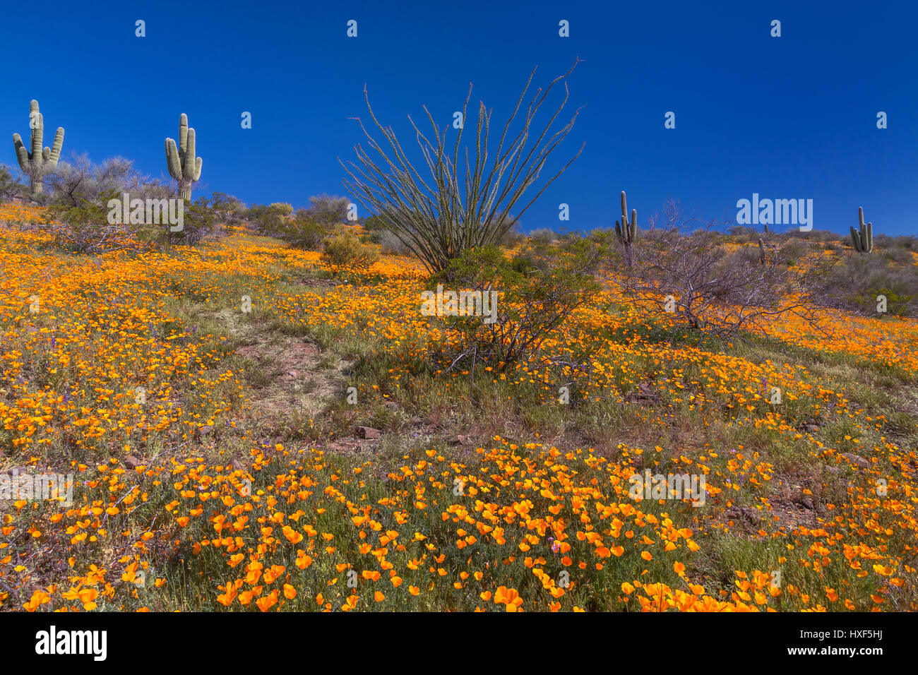 Mexican Gold papaveri in fiore nel peridoto Mesa al San Carlos Apache Prenotazione vicino Globe, Arizona, Stati Uniti. Foto Stock