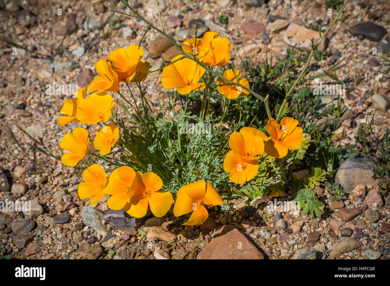 Mexican Gold papaveri in fiore nel peridoto Mesa al San Carlos Apache Prenotazione vicino Globe, Arizona, Stati Uniti. Foto Stock