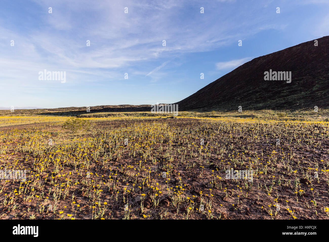 Deserto Mojave fiori selvatici al di sotto di Amboy vulcanica cratere nella California del Sud. Foto Stock