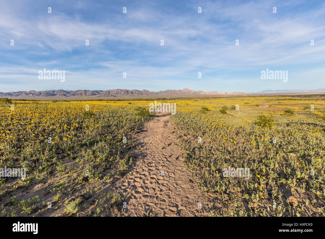 Deserto Mojave primavera fiori selvaggi vicino Amboy cratere nella California del Sud. Foto Stock