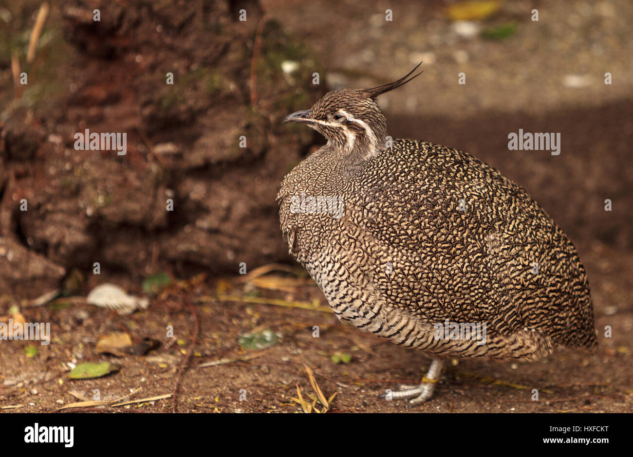 Elegante tinamou crestato chiamato Eudromia elegans elegans è trovato in Argentina Foto Stock