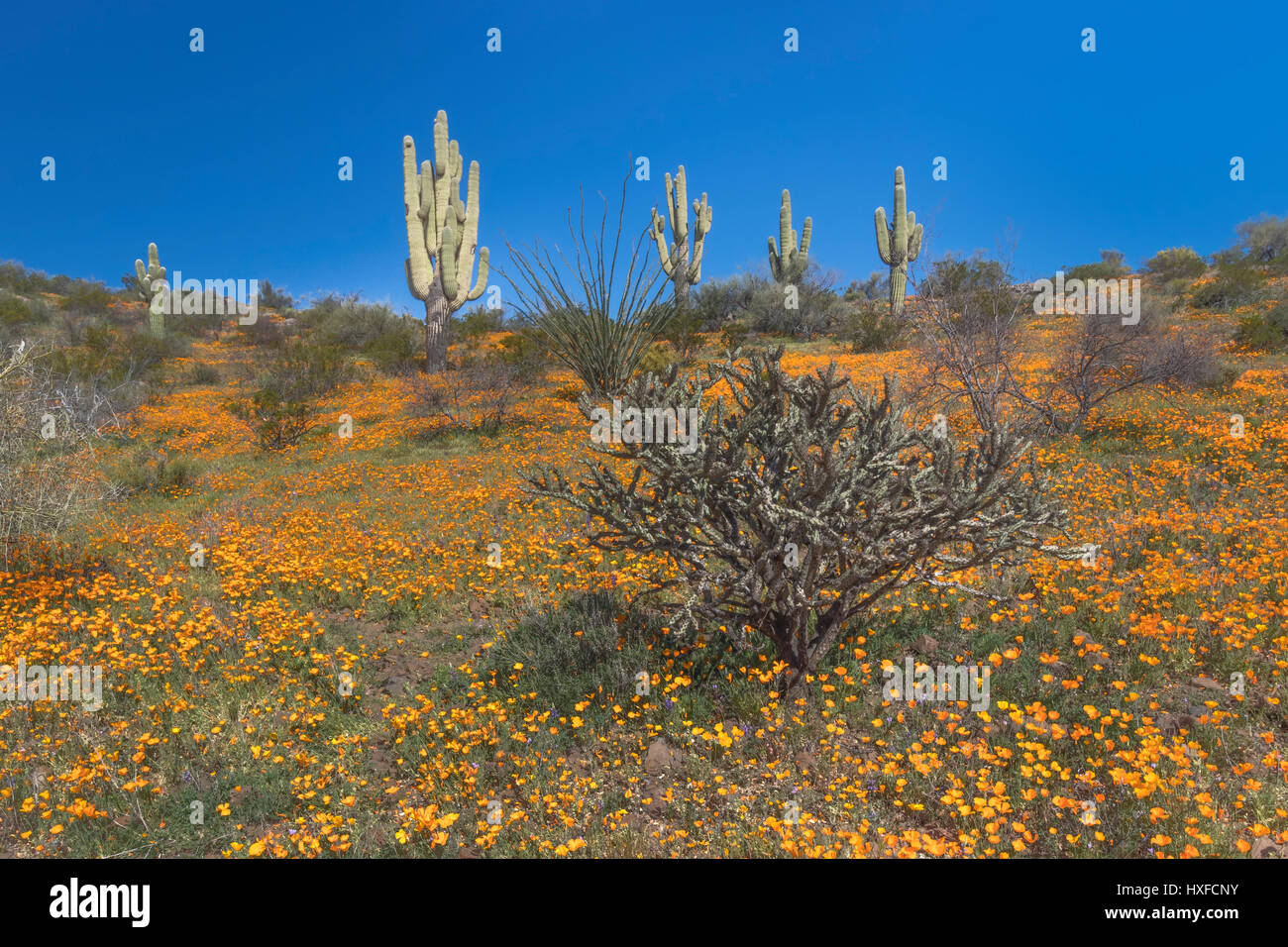 Mexican Gold papaveri in fiore nel peridoto Mesa al San Carlos Apache Prenotazione vicino Globe, Arizona, Stati Uniti. Foto Stock