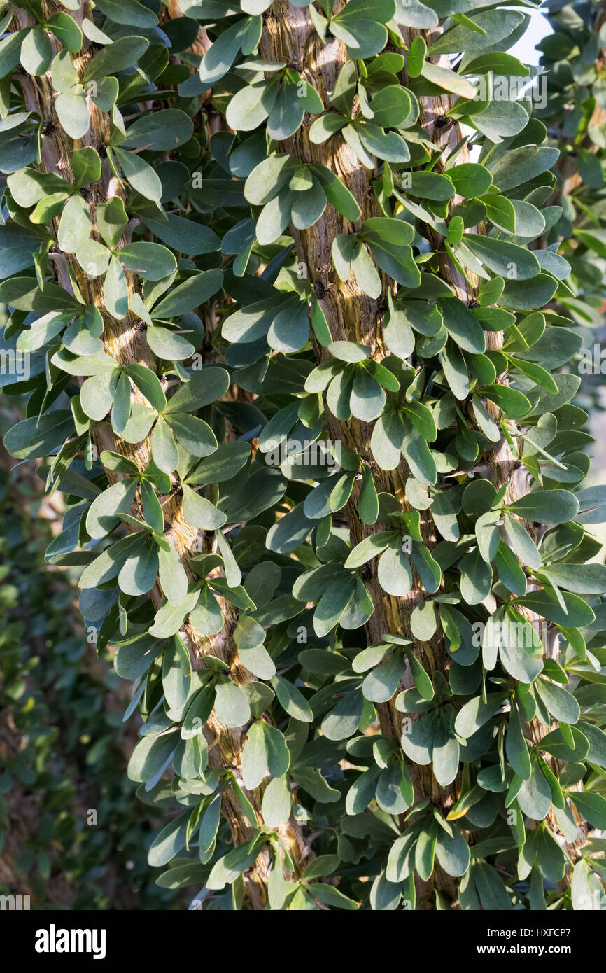 Close up Ocotillo (Fouquieria splendens) lascia Foto Stock