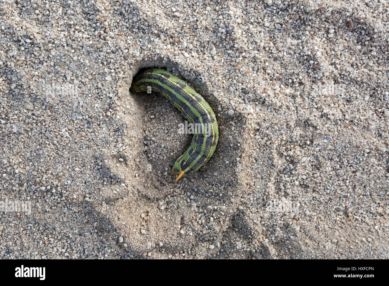 Bianco-rivestita sphinx [hyles lineata] caterpillar scavando nella sabbia, la California del Sud Foto Stock