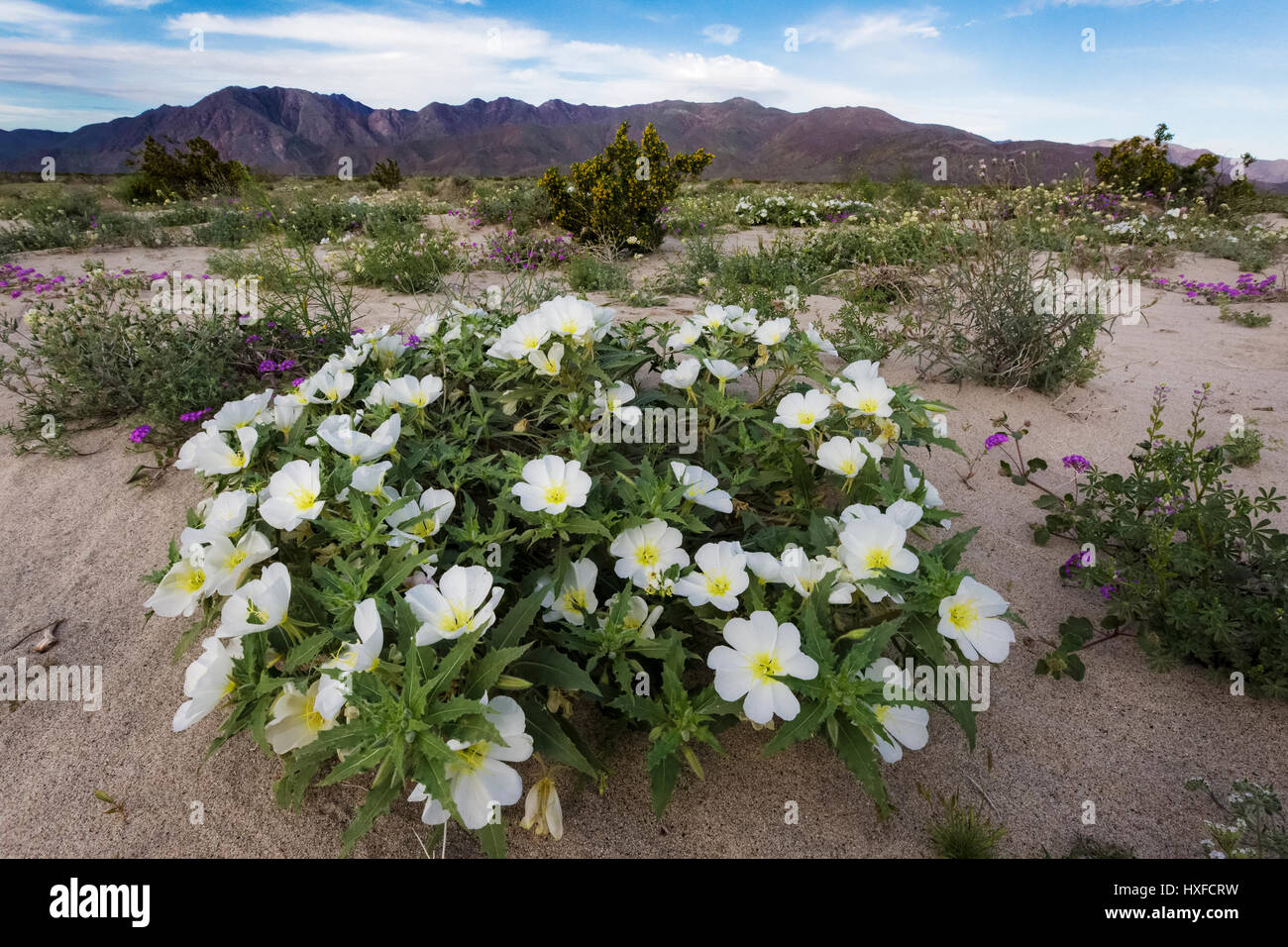Dune primrose (Oenothera deltoides ssp. deltoides/Onagraceae) che fiorisce in Anza-Borrego Desert State Park, California, Stati Uniti d'America 2017 Foto Stock