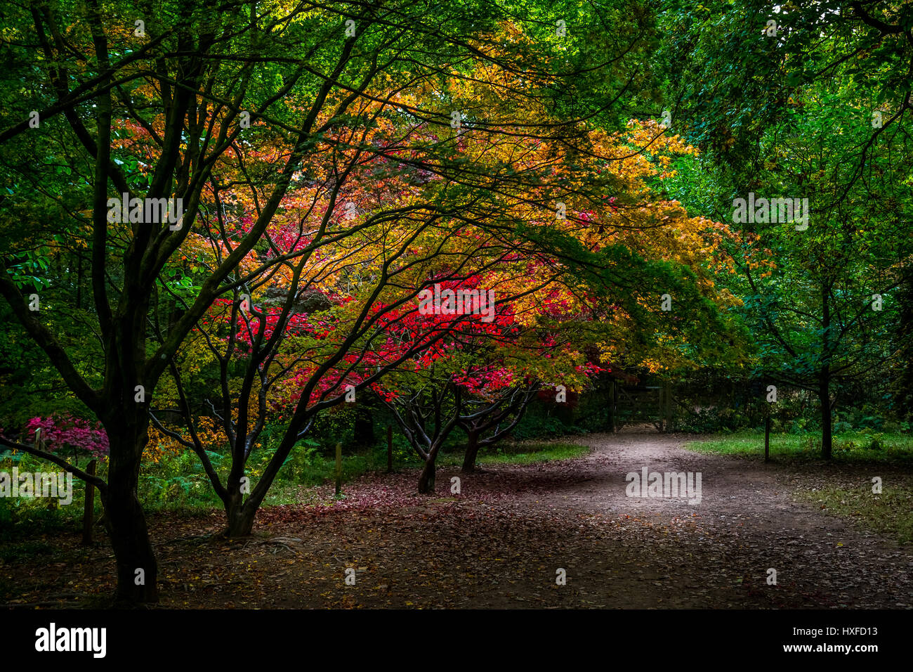 Colore di autunno a Queenswood Arboretum in Herefordshire, Regno Unito Foto Stock