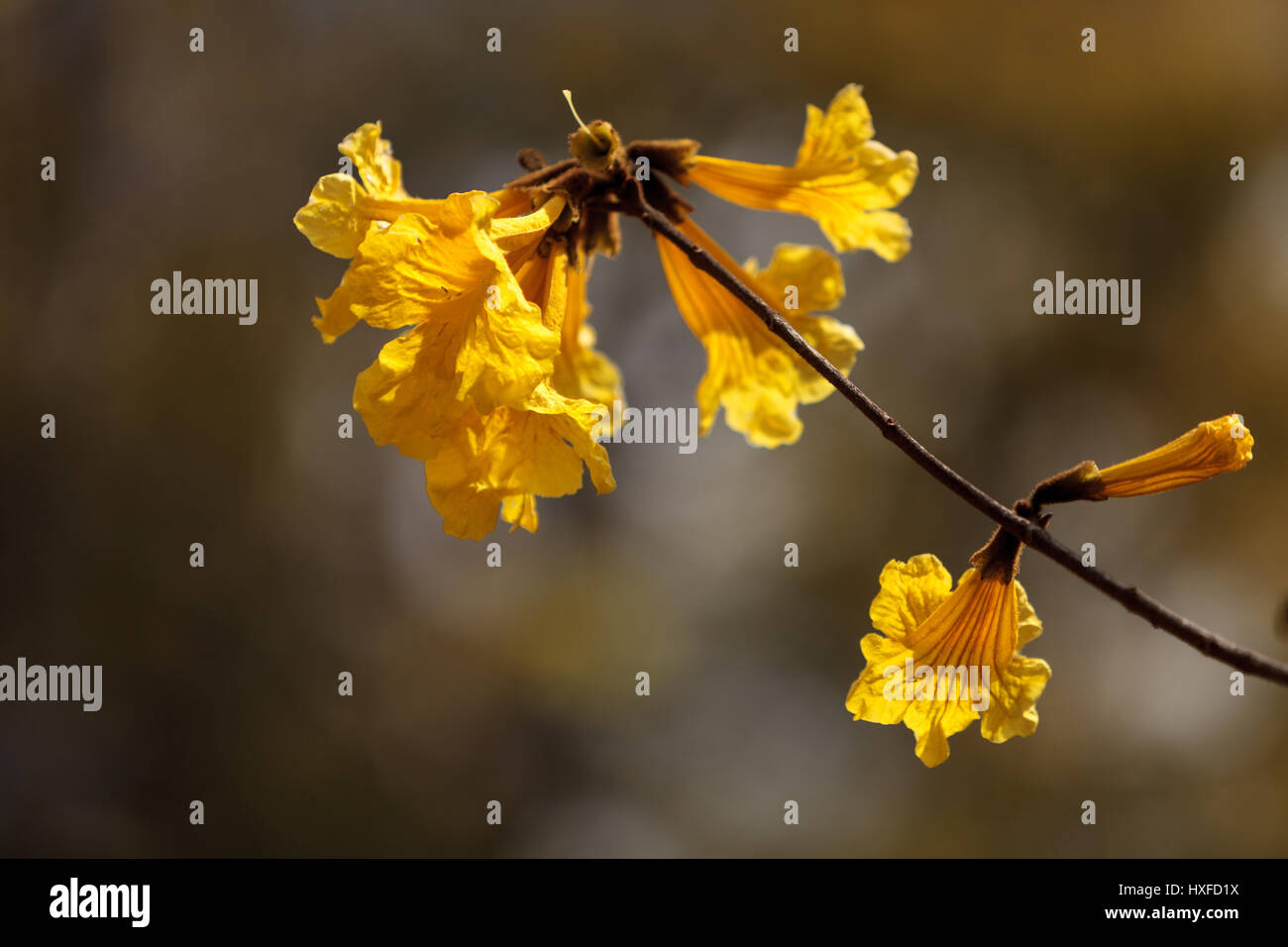Fiori di colore giallo su una tromba d'oro albero chiamato Tabebuia Chrysotricha Foto Stock