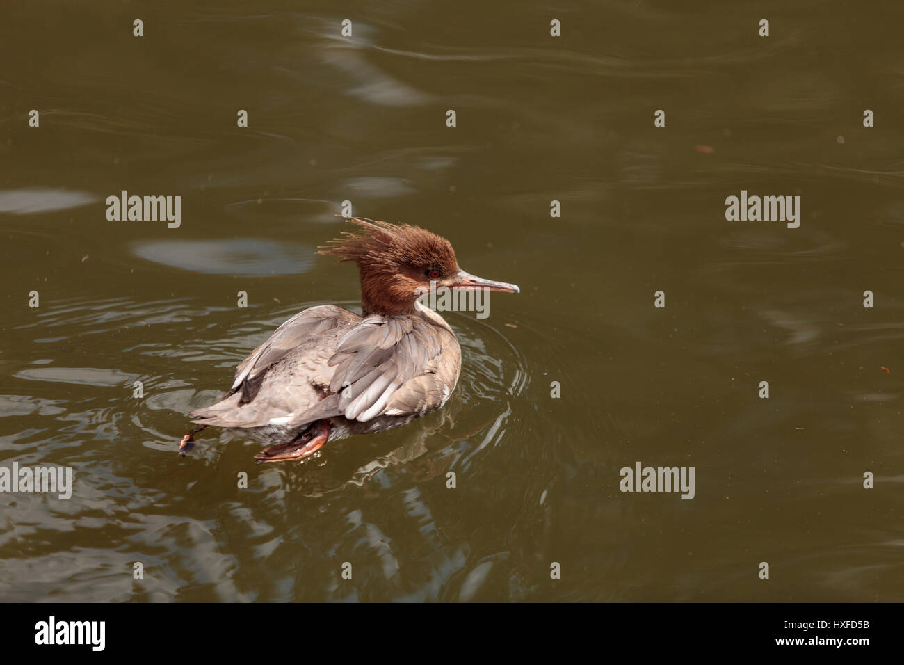 Squamosa facciate anatra merganser Mergus squamatus nuota in uno stagno in primavera Foto Stock