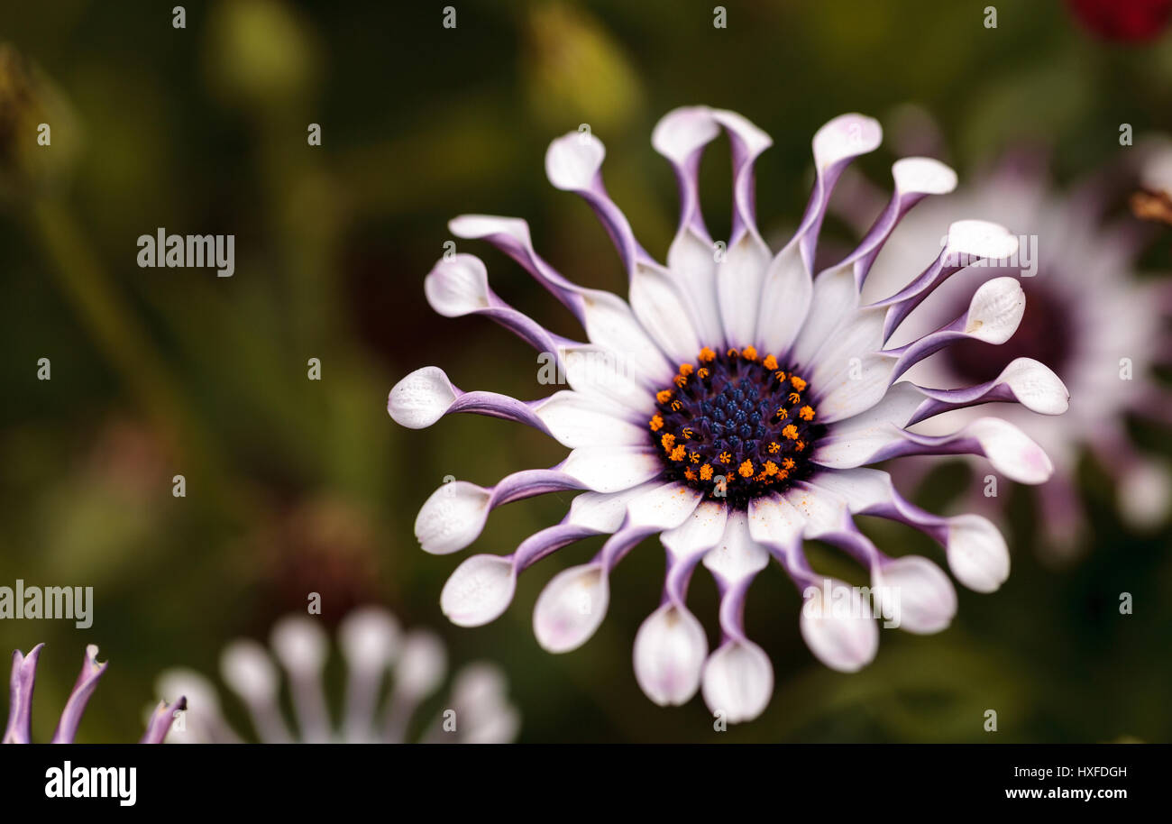 Osteospermum Whirligig Margherita con petali di colore bianco e viola e i bordi schiacciati petalo termina. Foto Stock