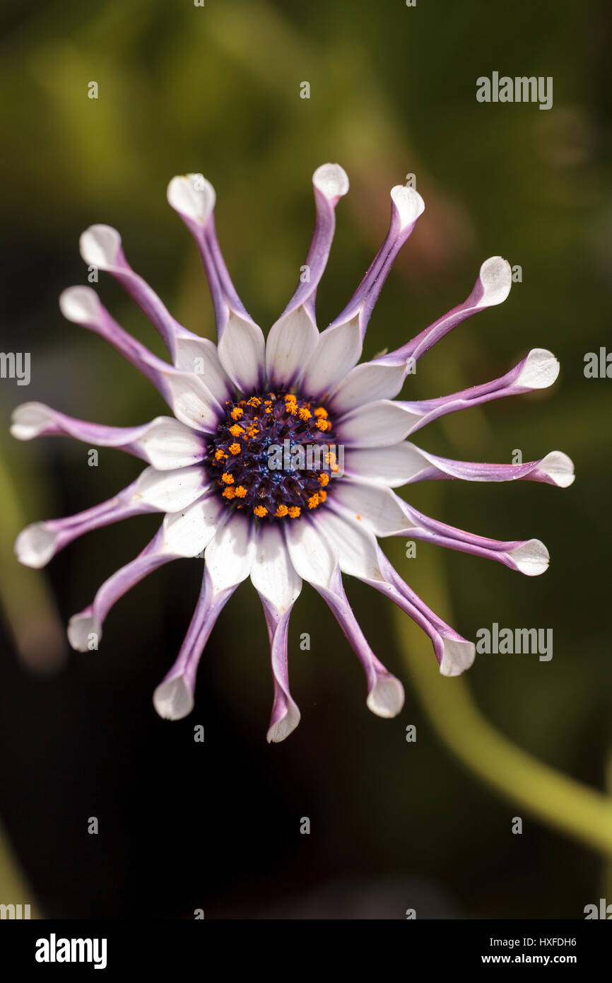 Osteospermum Whirligig Margherita con petali di colore bianco e viola e i bordi schiacciati petalo termina. Foto Stock