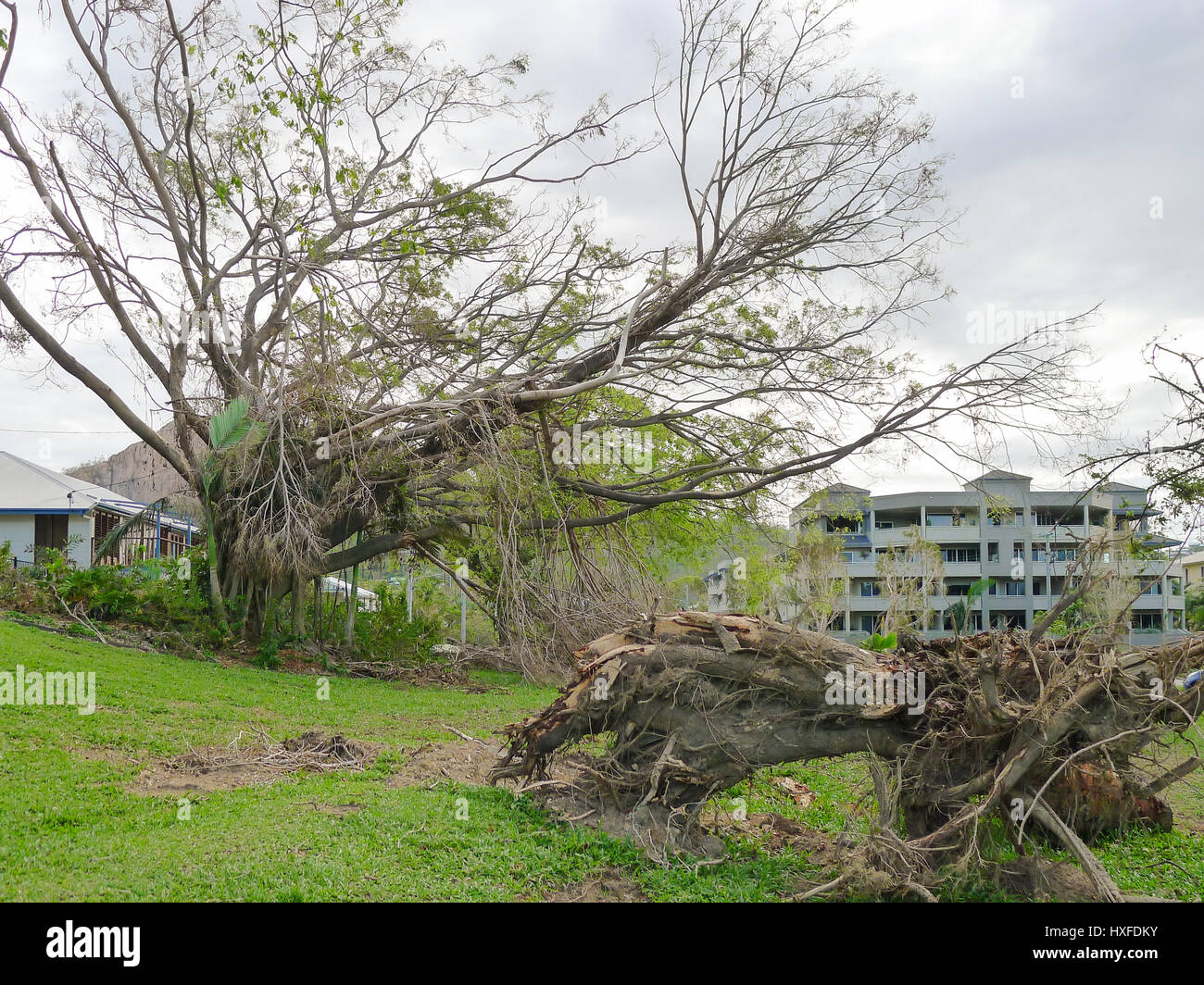 Danni e sradicato albero sul trefolo a Townsville, Queensland, Australia dopo il ciclone Yasi in febbraio, 2011 Foto Stock