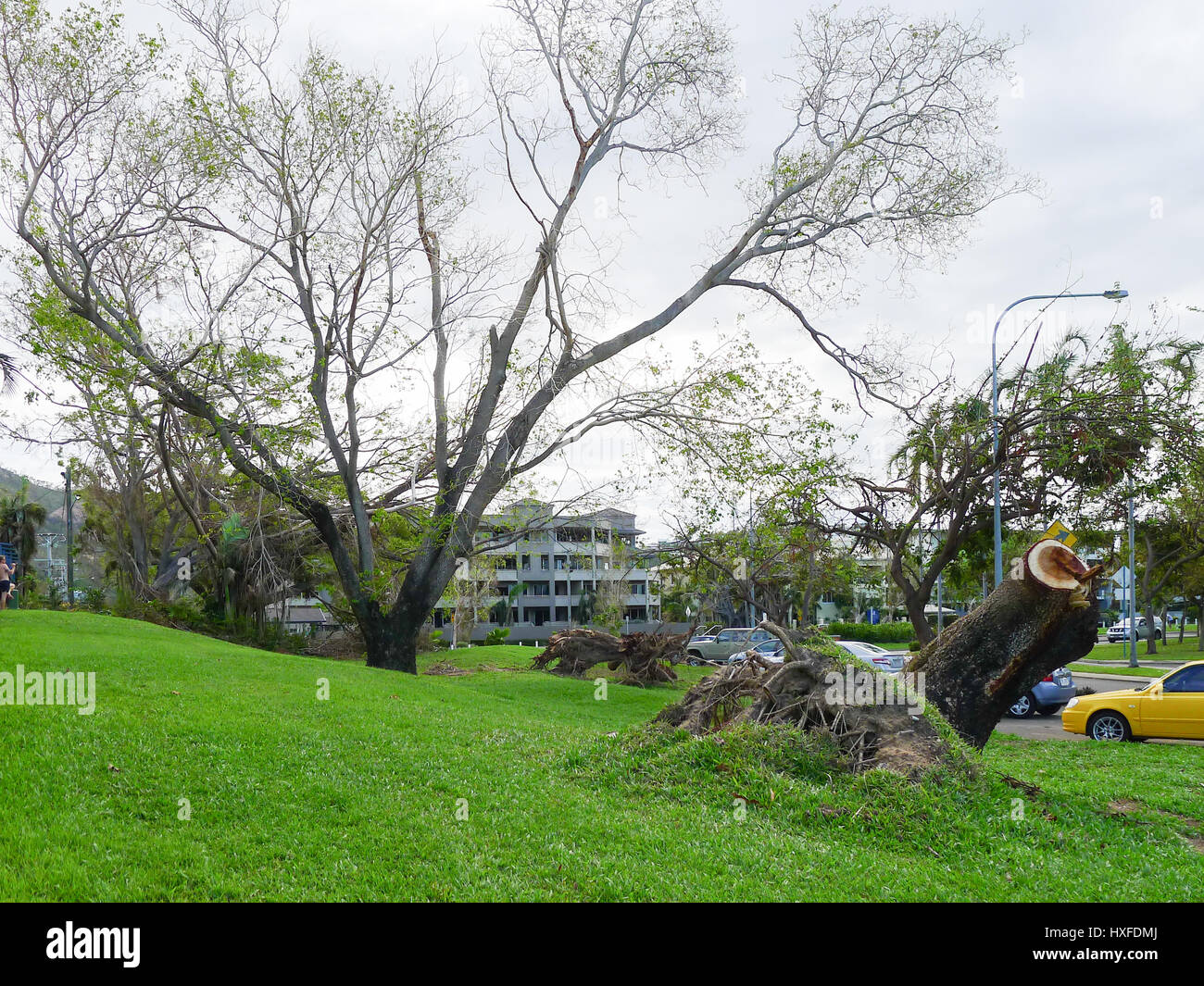 Danni e alberi sradicati sullo Strand in Townsville, Queensland, Australia dopo il ciclone Yasi in febbraio, 2011 Foto Stock