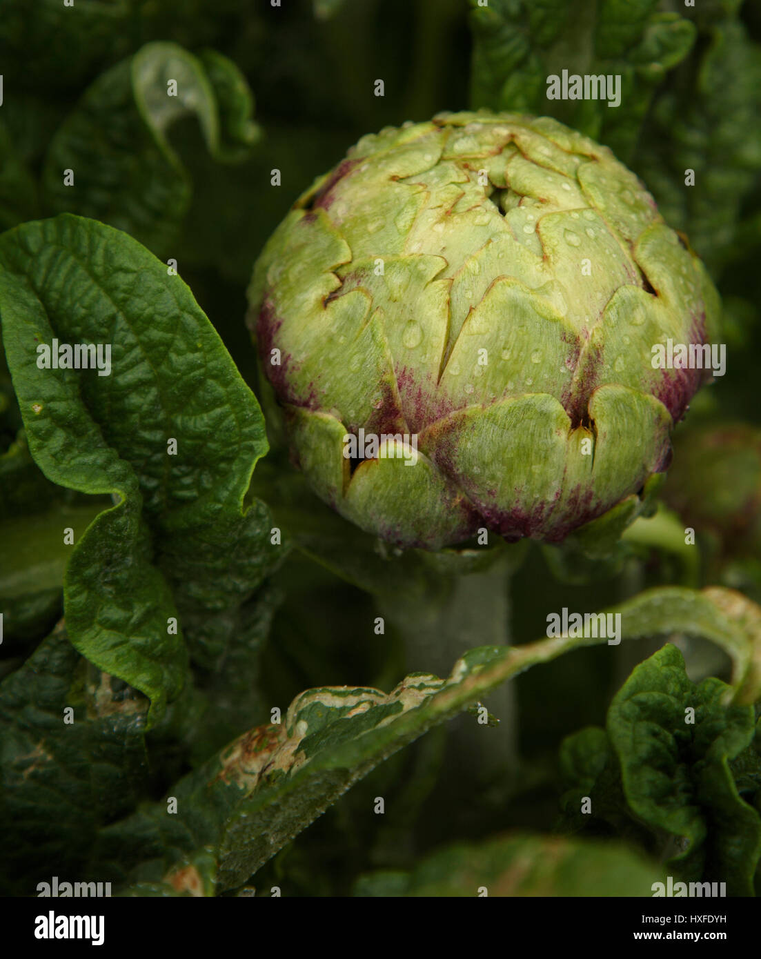 Verde lucida i carciofi in crescita in patch vegetale Cynara cardunculus Foto Stock