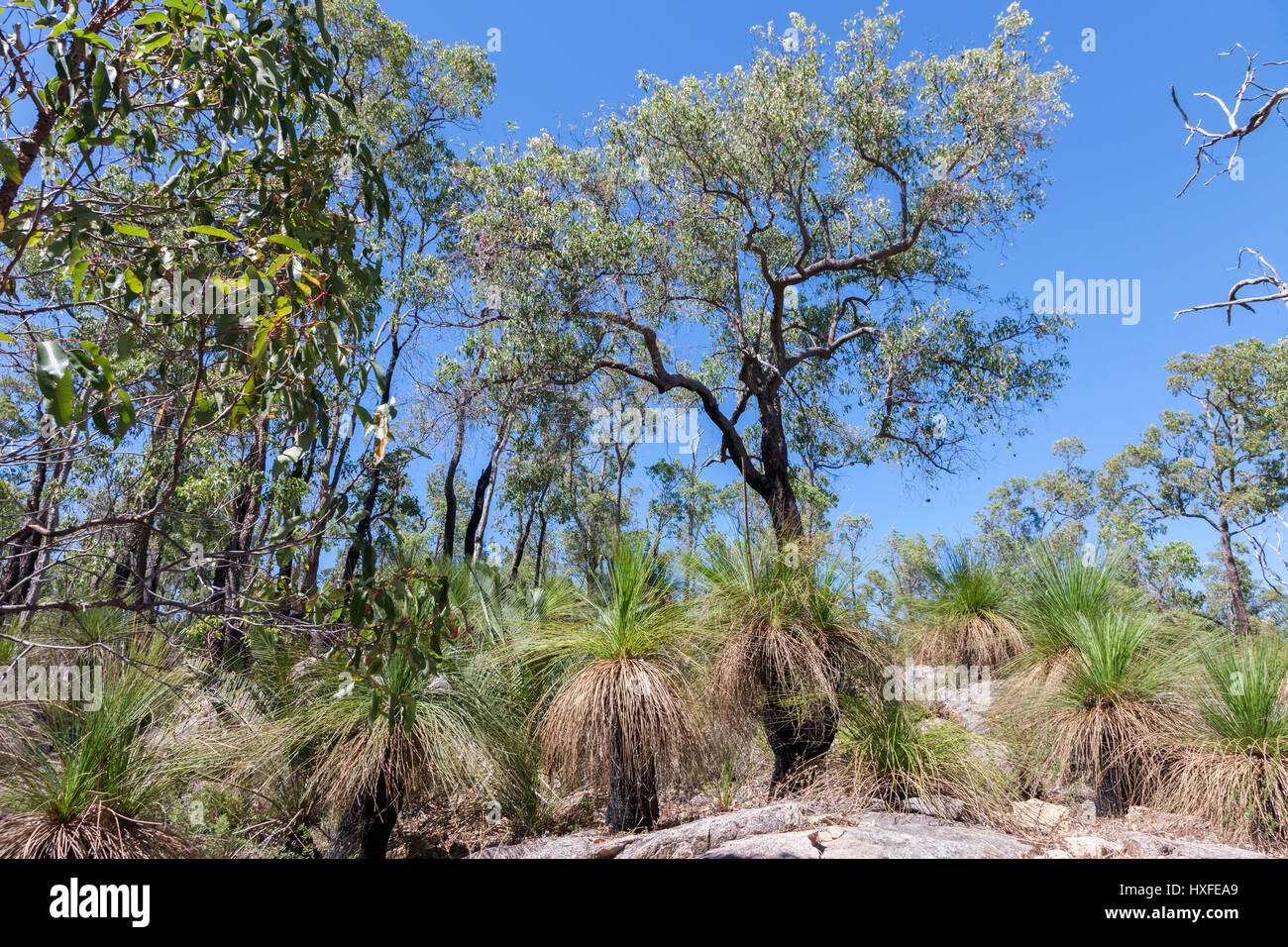 Mundaring weir serbatoio zona, Western Australia, vicino a Perth. Foto Stock