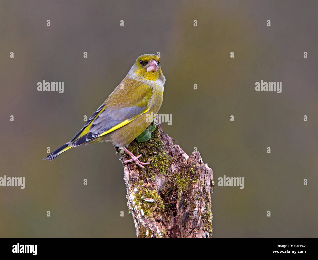 Maschio verdone europeo appollaiato Foto Stock