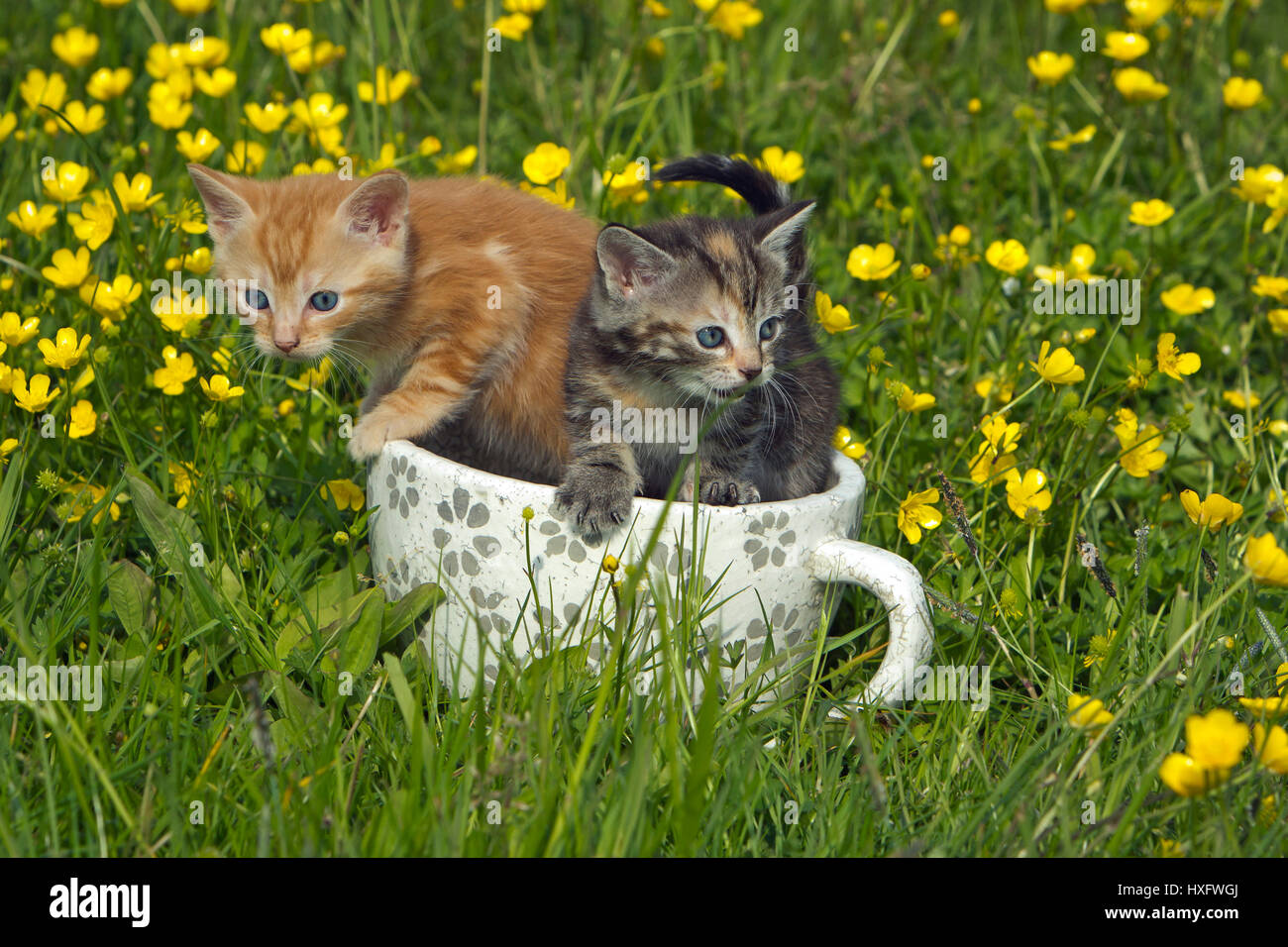 Il gatto domestico. Due gattini in una grande tazza di porcellana in un prato fiorito Foto Stock