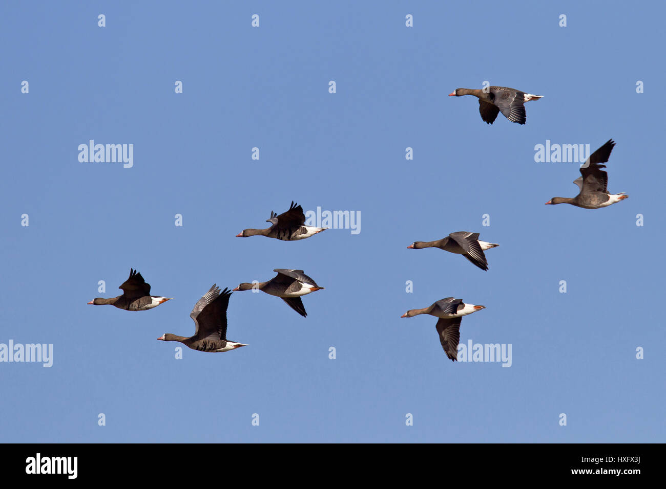 Eurasian bianco-fronteggiata Goose (Anser albifrons). Gregge in volo. Germania.. Foto Stock