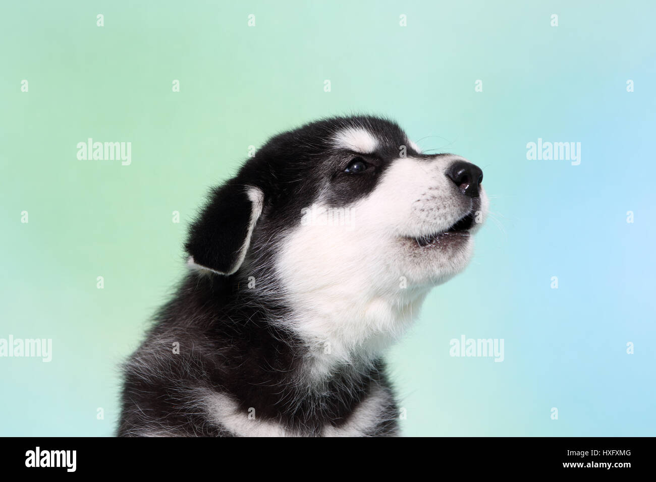 Alaskan Malamute. Ritratto di cucciolo (6 settimane di età), urlando. Studio Immagine, visto contro un fondo azzurro. Germania. Foto Stock