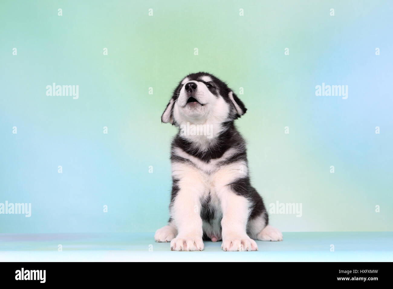 Alaskan Malamute. Cucciolo (6 settimane di età) seduto mentre urlando. Studio Immagine, visto contro un fondo azzurro. Germania Foto Stock