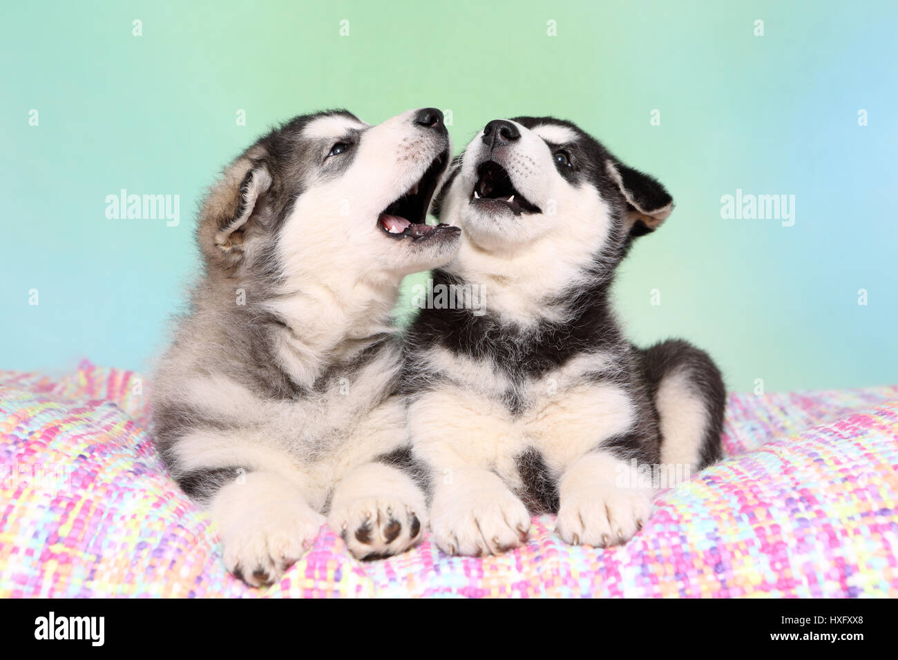 Alaskan Malamute. Due cuccioli (6 settimane di età) giacente su una coltre multicolore, urlando. Studio Immagine, visto contro un fondo azzurro. Germania Foto Stock