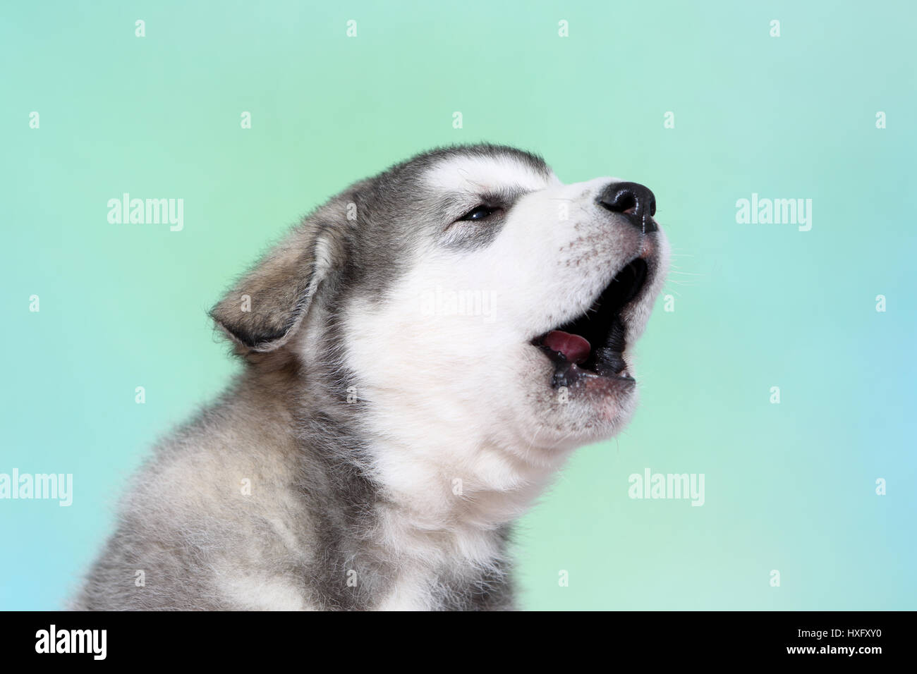 Alaskan Malamute. Ritratto di cucciolo (6 settimane di età), urlando. Studio Immagine, visto contro un fondo azzurro. Germania. Foto Stock