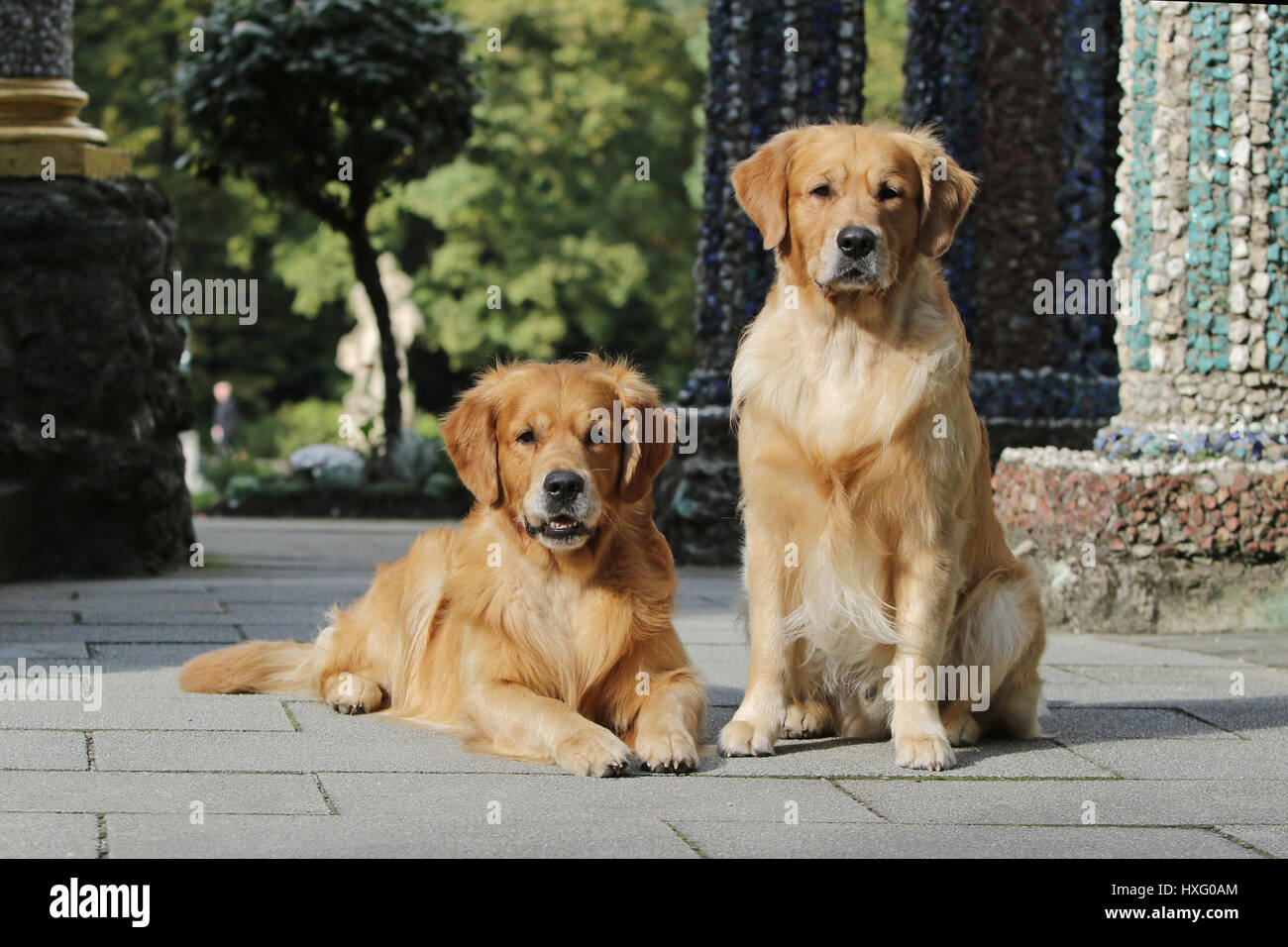 Golden Retriever. Padre e figlio (5 e 3 anni) uno accanto all'altro. Germania Foto Stock