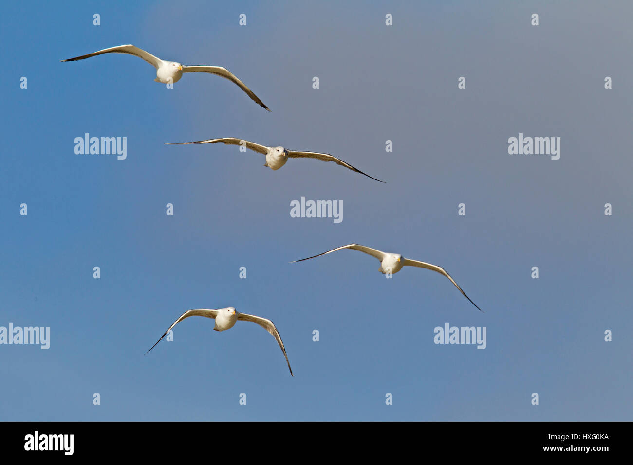 Grande nero-backed Gull (Larus marinus), adulti e immatures in volo Foto Stock