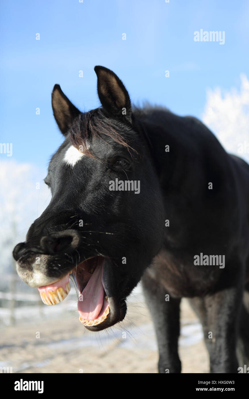 Arabian Horse. Ritratto di castrazione nero in inverno, sbadigli. Germania Foto Stock