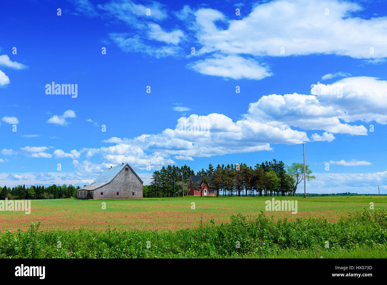 Terreni agricoli in zone rurali di Prince Edward Island, Canada. Foto Stock