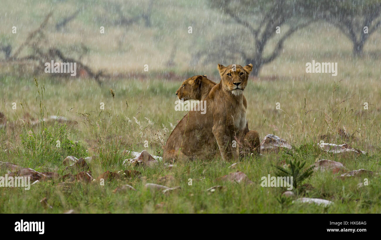 Coppia di Lion per la pioggia, Nambiti Game Reserve, Kwa-Zulu Natal, Sud Africa Foto Stock