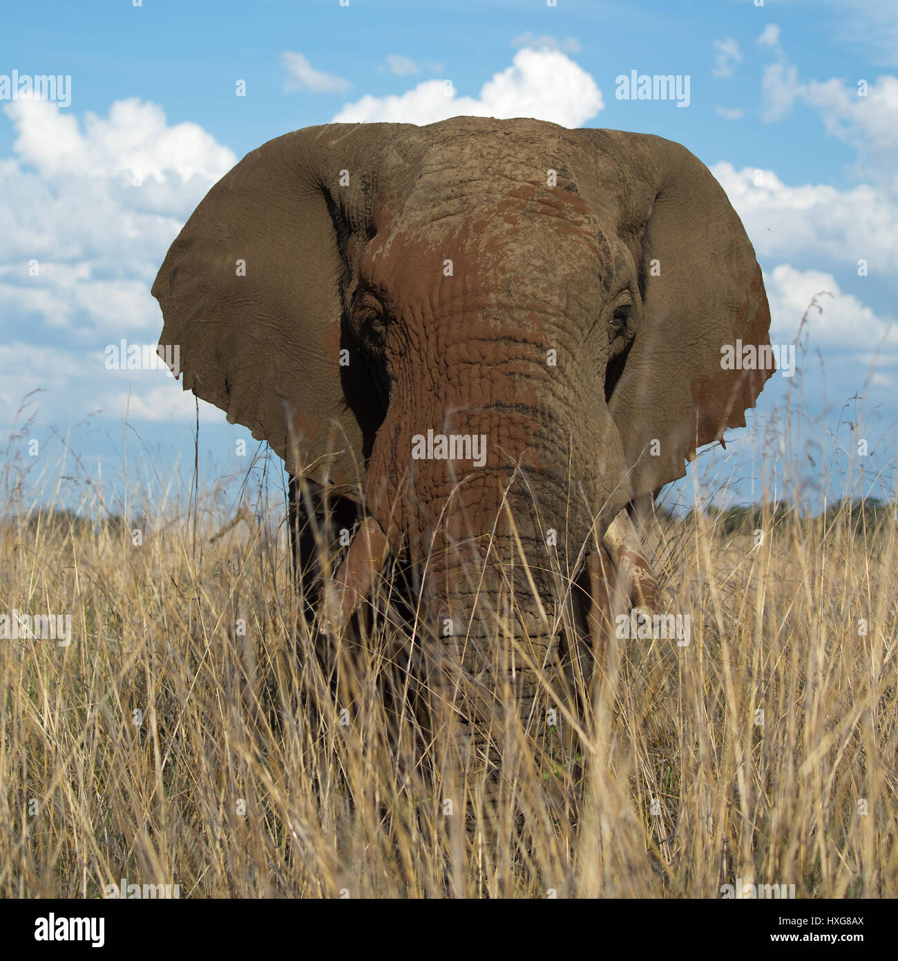 Maschio di elefante in erba lunga, Nambiti Game Reserve, Kwa-Zulu Natal, Sud Africa Foto Stock