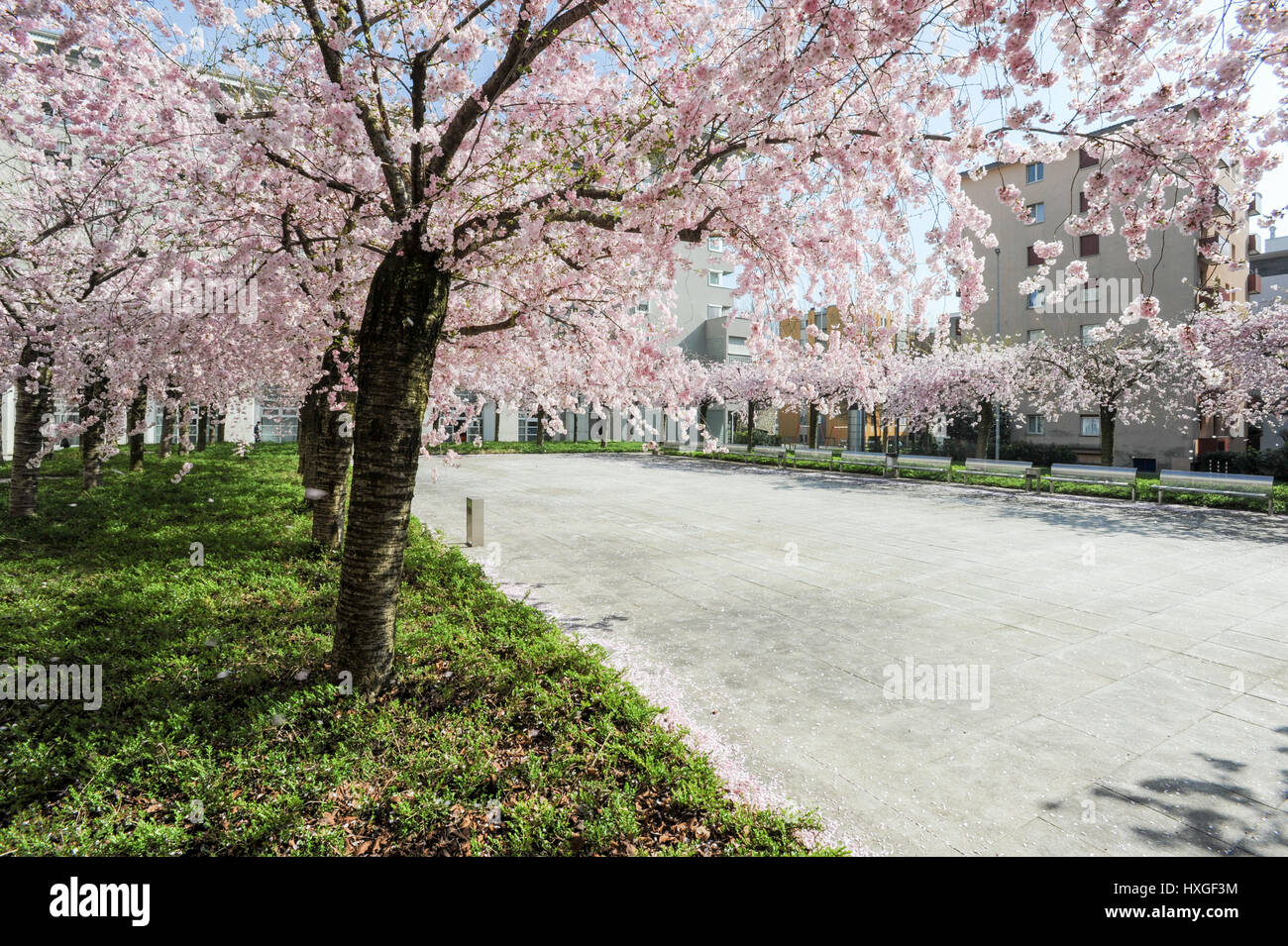 Albero di pesco in fiore su una piazza della città Foto Stock